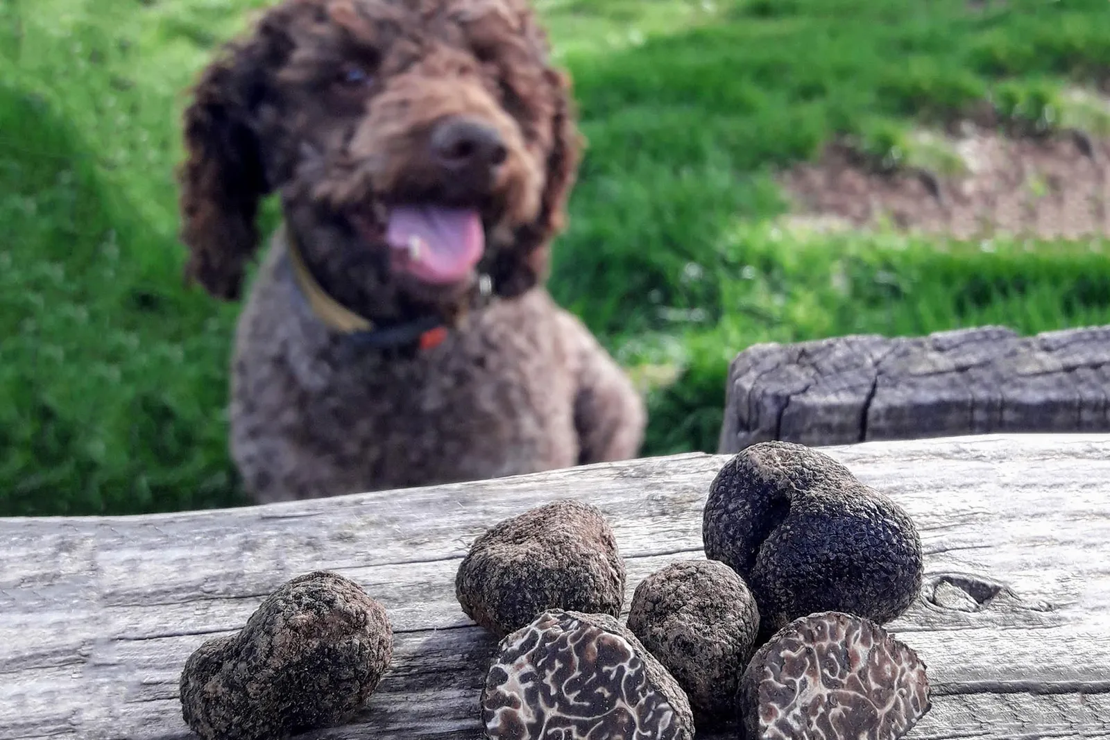 Truffle-hunting